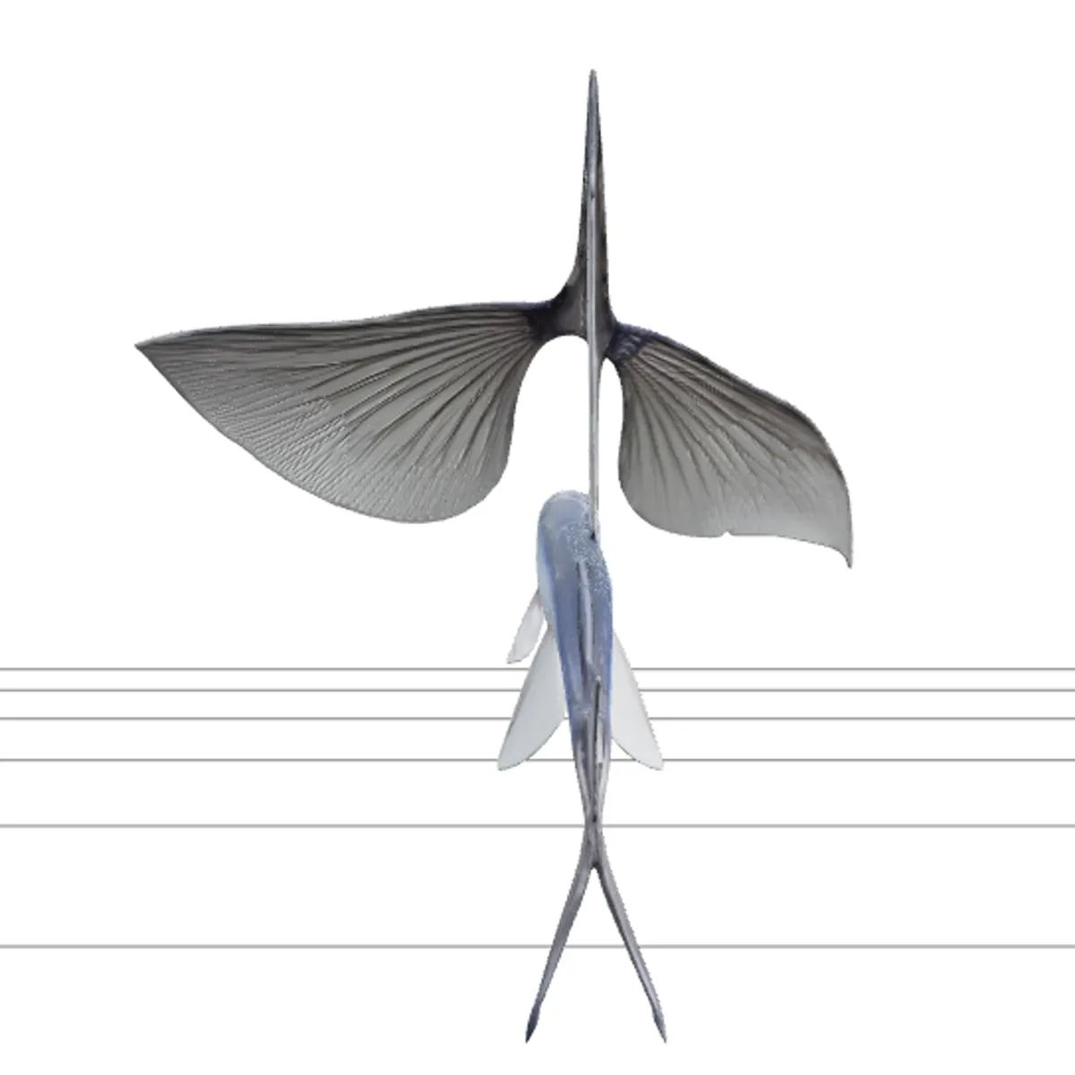 Flying Fish Model Wing Like Fins Forked Tail Detailed Reference 3D Model .c4d .max .obj .3ds .fbx .stl .blend