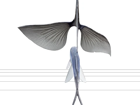 Flying Fish Model Wing Like Fins Forked Tail Detailed Reference 3D Model