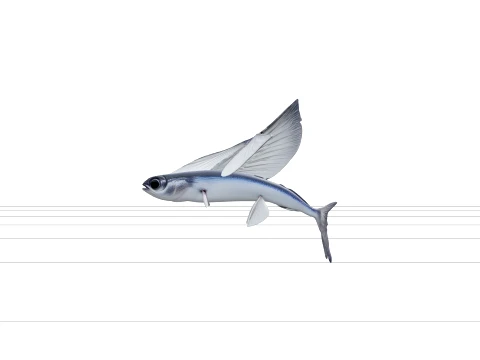 Flying Fish Model Wing Like Fins Forked Tail Detailed Reference 3D Model