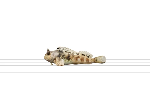 Blenny Fish Macro Detail High Quality for Rendering 3D Model