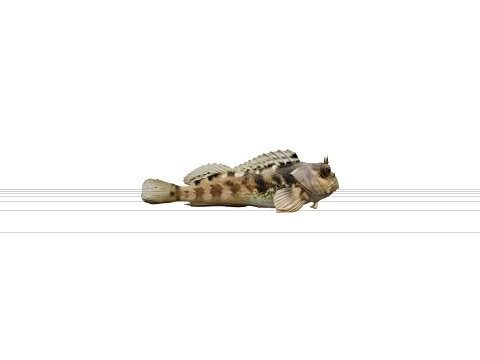 Blenny Fish Macro Detail High Quality for Rendering 3D Model