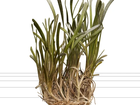 Posidonia Oceanica Seagrass Clump Realistic Texture Modelo 3D