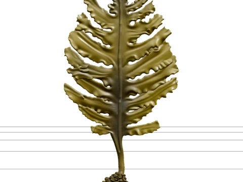 Wakame Seaweed Detailed Model for Scientific Visualization 3D Model