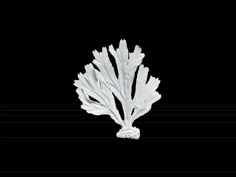 Dulse Palmaria Palmata Hand Shaped Frond Deep Red Purple Model 3D Model