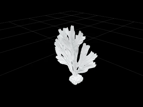 Dulse Palmaria Palmata Hand Shaped Frond Deep Red Purple Model 3D Model