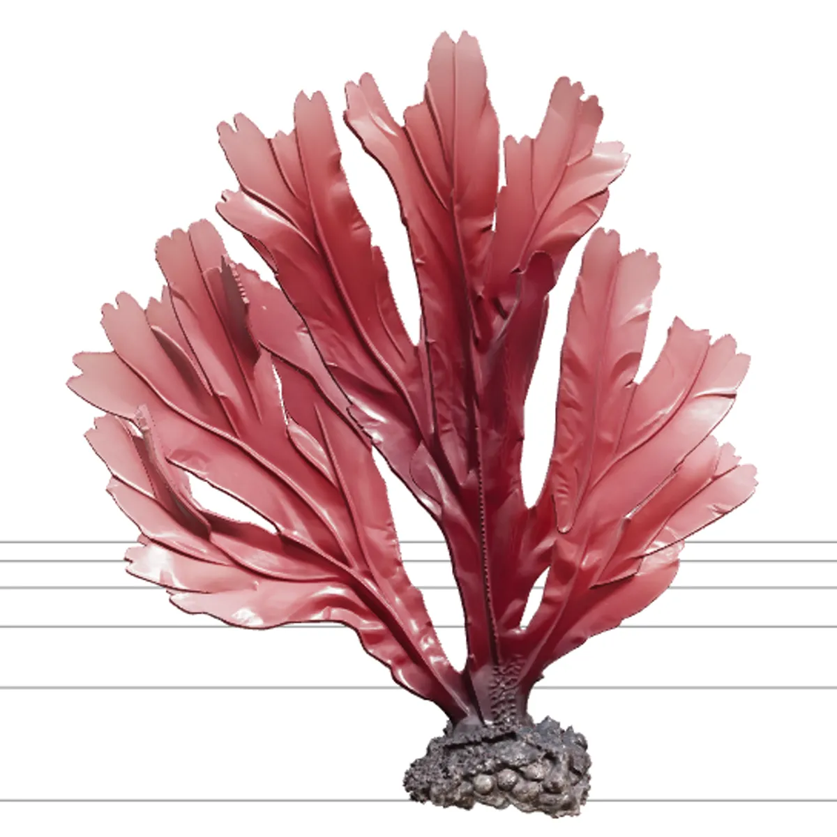 Dulse Palmaria Palmata Hand Shaped Frond Deep Red Purple Model 3D Model .c4d .max .obj .3ds .fbx .stl .blend 