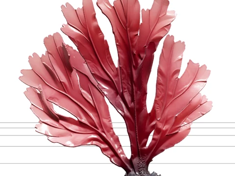 Dulse Palmaria Palmata Hand Shaped Frond Deep Red Purple Model Model 3D