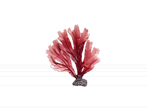 Dulse Palmaria Palmata Hand Shaped Frond Deep Red Purple Model 3D Model