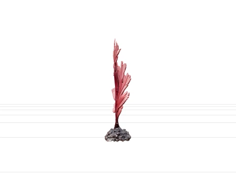 Dulse Palmaria Palmata Hand Shaped Frond Deep Red Purple Model 3D Model