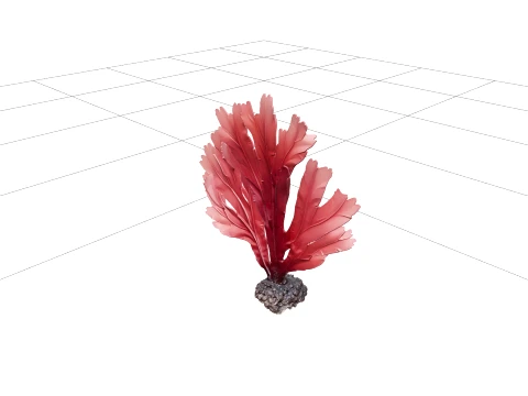 Dulse Palmaria Palmata Hand Shaped Frond Deep Red Purple Model 3D Model