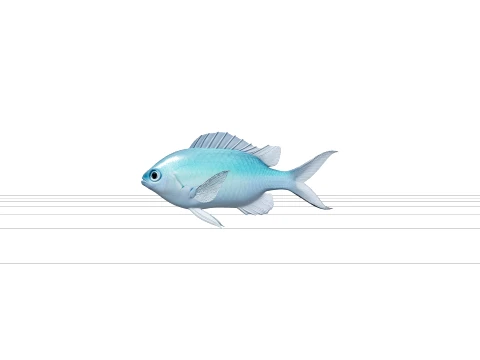 Chromis Damselfish Model Detailed 3D Asset Realistic Render 3D Model