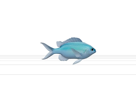 Chromis Damselfish Model Detailed 3D Asset Realistic Render 3D Model