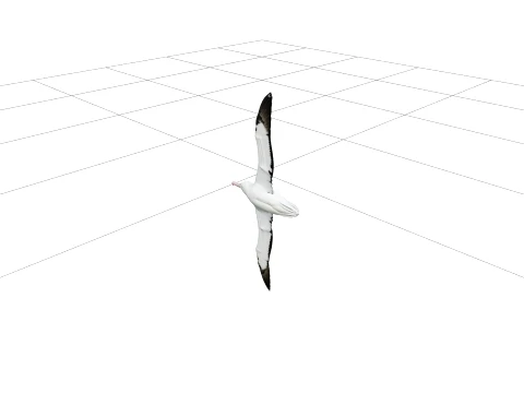 Wandering Albatross Full Wingspan High Detail Model Modelo 3D