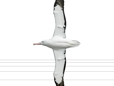 Wandering Albatross Full Wingspan High Detail Model 3D Model