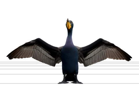 Cormorant Black Iridescent Wing Spread Feathered 3Dモデル