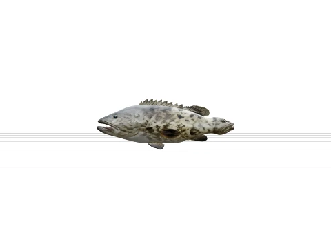 Grouper Fish Model Turnaround Reference Sheet 3D Asset Model 3D