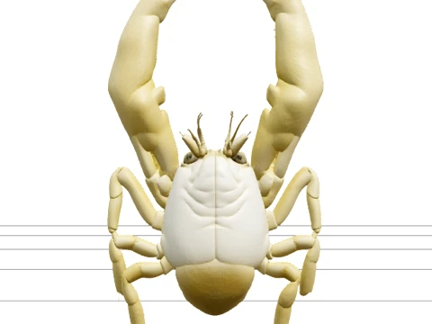 Yeti Crab Kiwa Hirsuta Model With Dense Golden Setae 3D Model