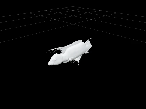 Vibrant Cuckoo Wrasse Model Featuring Long Filamentous Fins 3D Model