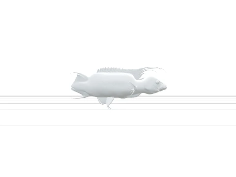 Vibrant Cuckoo Wrasse Model Featuring Long Filamentous Fins 3D Model