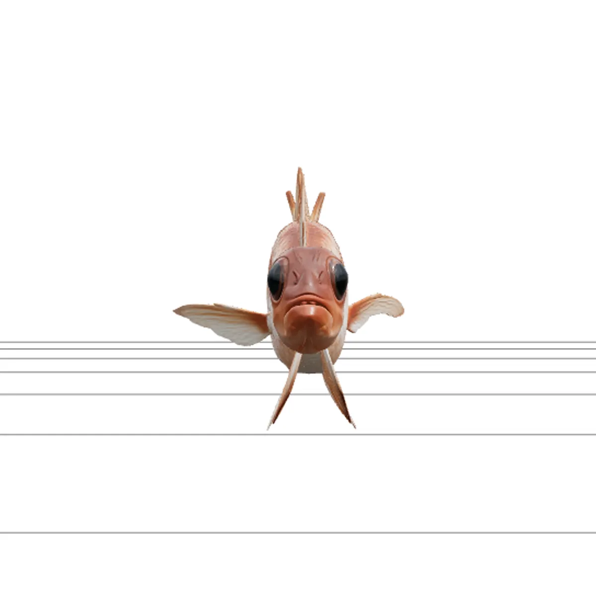 Squirrelfish Full Body Photographic Orthographic 3D Modell .c4d .max .obj .3ds .fbx .stl .blend 