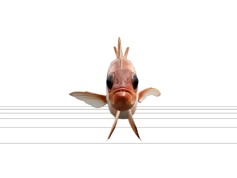 Squirrelfish Full Body Photographic Orthographic 3D Model