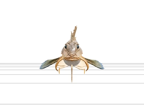 Marine Gurnard Model Detailed Sea Robin Fish Asset Model 3D