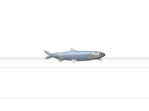 Argentine Fish Model Reference Sheet Full Body Scales 3D Model