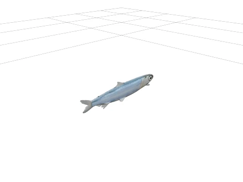 Argentine Fish Model Reference Sheet Full Body Scales 3D Model