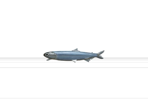 Argentine Fish Model Reference Sheet Full Body Scales 3D Model