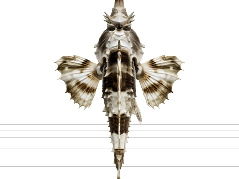 Sea Moth Pegasus Realistic Model High Detail Texture 3D Modell
