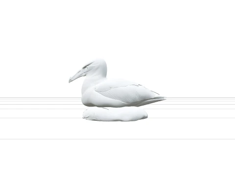 Black Browed Albatross Nest Detailed ThreeD Model Reference 3D Model