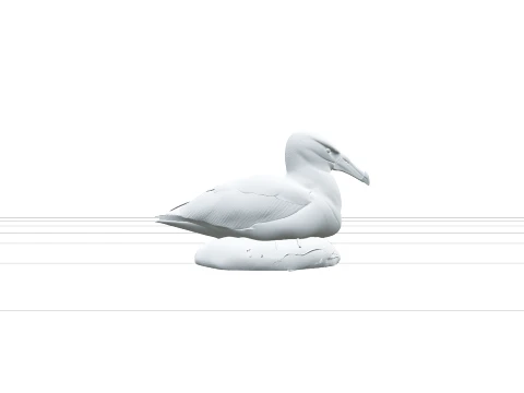 Black Browed Albatross Nest Detailed ThreeD Model Reference 3D Model