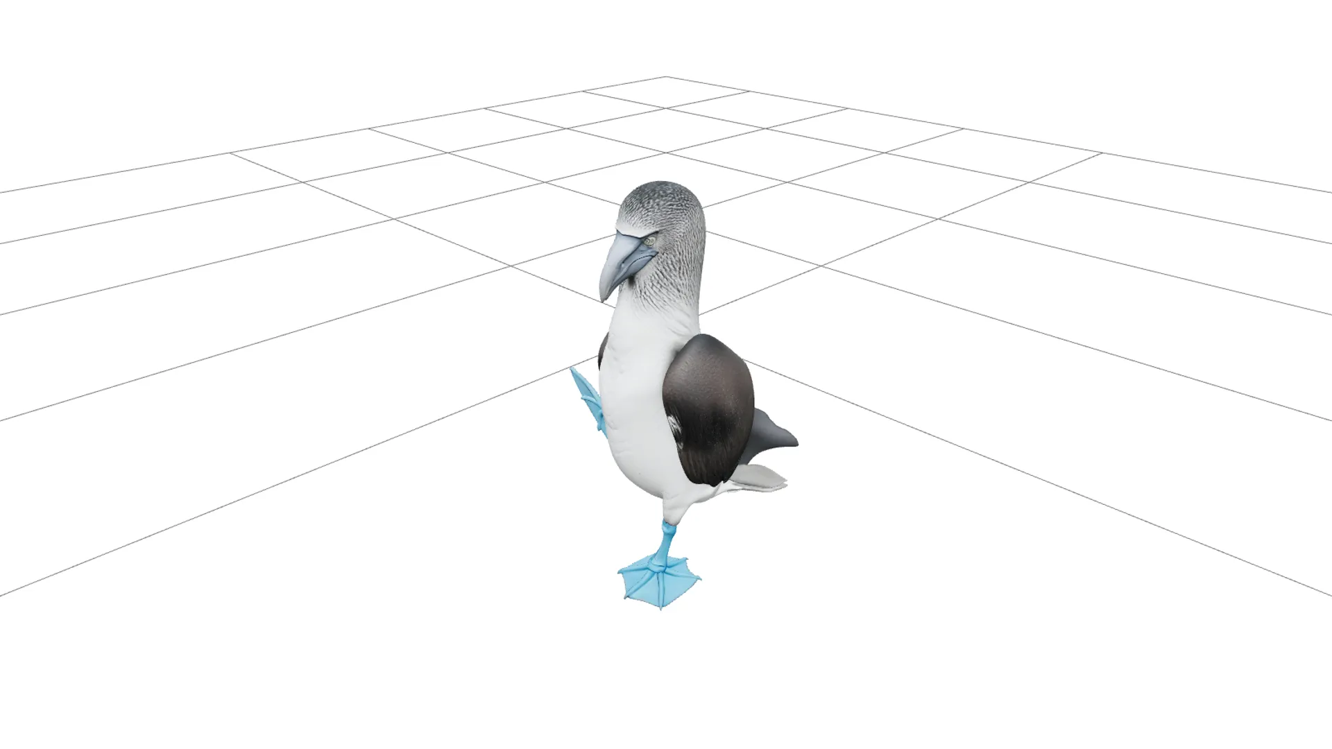 Blue Footed Booby Courtship Model High Detail Asset 3D Model .c4d .max .obj .3ds .fbx .stl .blend 