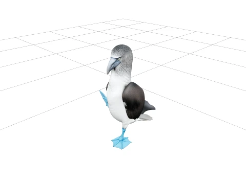 Blue Footed Booby Courtship Model High Detail Asset 3D Modell