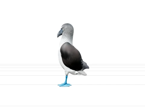 Blue Footed Booby Courtship Model High Detail Asset 3D Model