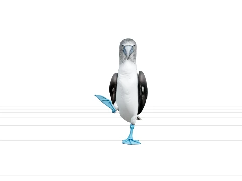 Blue Footed Booby Courtship Model High Detail Asset 3D Model