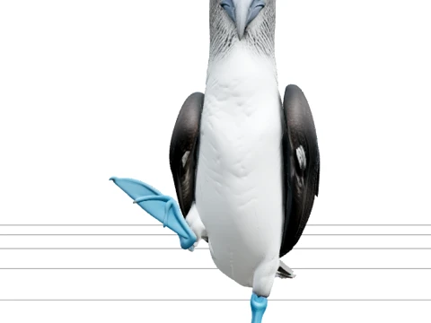 Blue Footed Booby Courtship Model High Detail Asset 3D Model