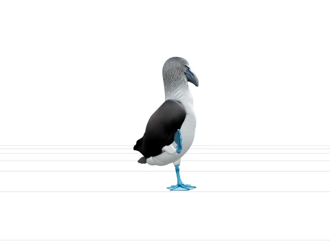 Blue Footed Booby Courtship Model High Detail Asset 3D Model
