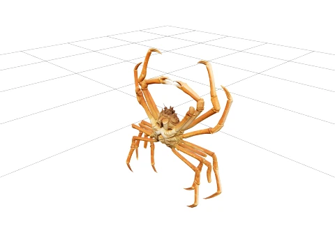 Japanese Spider Crab High Detail Model for Games and VR 3D Model