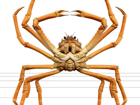Japanese Spider Crab High Detail Model for Games and VR 3D Model