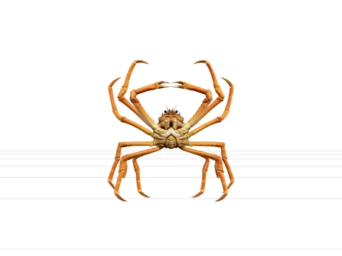 Japanese Spider Crab High Detail Model for Games and VR 3D Model