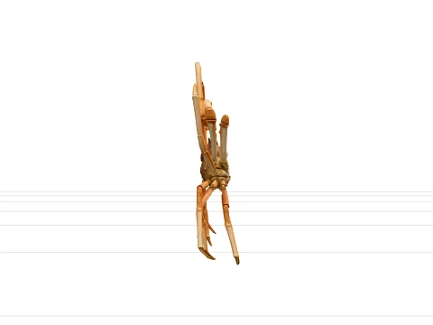 Japanese Spider Crab High Detail Model for Games and VR 3D Model