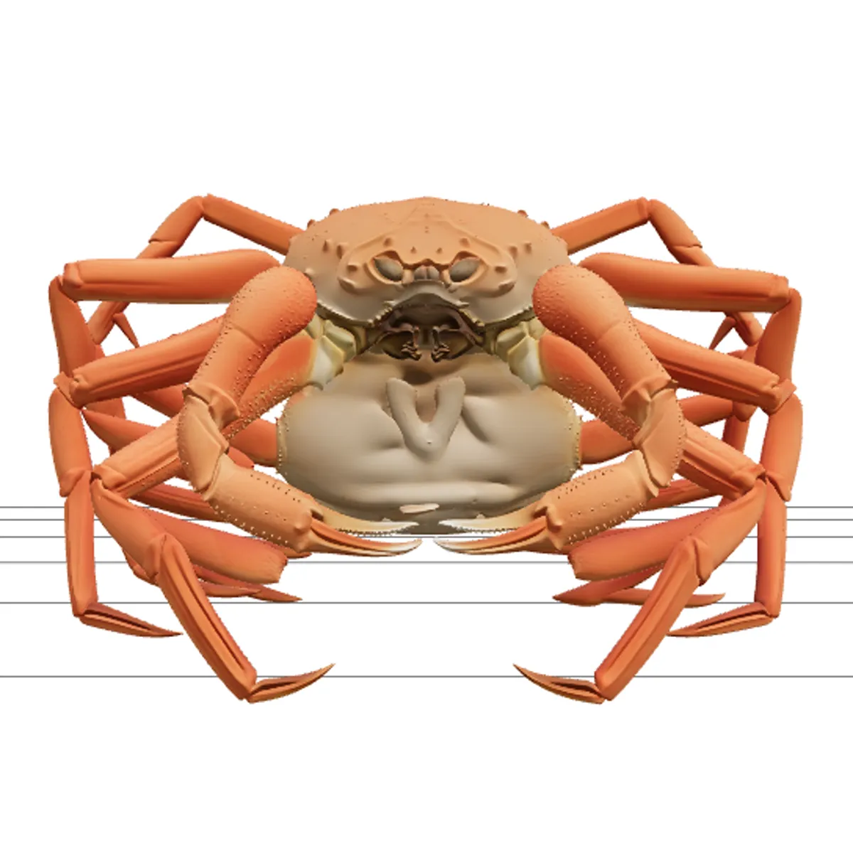 Snow Crab Opilio Ultra Realistic ThreeD Model High Detail 3D Model .c4d .max .obj .3ds .fbx .stl .blend
