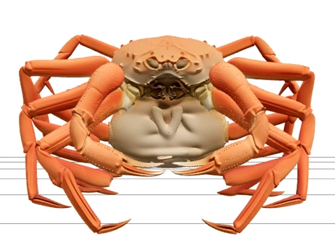 Snow Crab Opilio Ultra Realistic ThreeD Model High Detail 3D Model