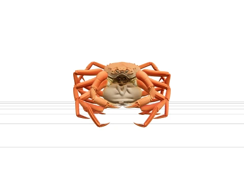 Snow Crab Opilio Ultra Realistic ThreeD Model High Detail 3D Model