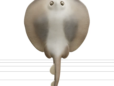 Torpedo Electric Ray Ultra Realistic High Detail Model 3Dモデル