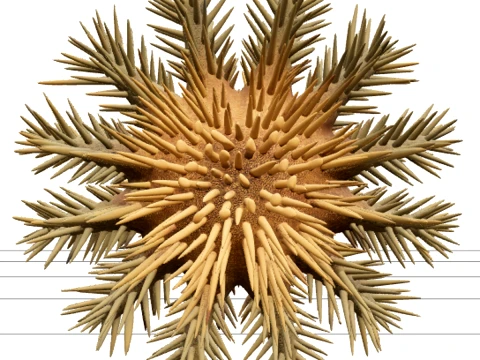 Crown of Thorns Starfish Model Realistic 3D Sea Star Detailed 3Dモデル