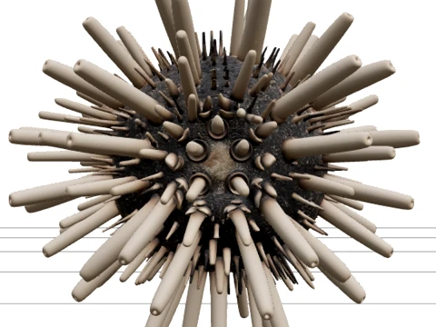 Pencil Urchin Detailed Model High Quality Collection 3D Model