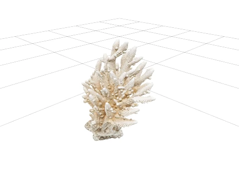 Acropora Staghorn Coral Thicket Model Detailed Branching 3D Модель
