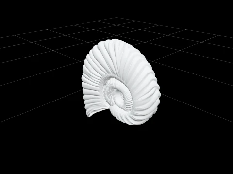 Argonaut Paper Nautilus Shell Model Ultra Realistic 3Dモデル